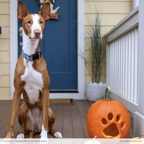 Pumpkin Carving Ideas